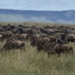 49119459108_b90f01d49d_o