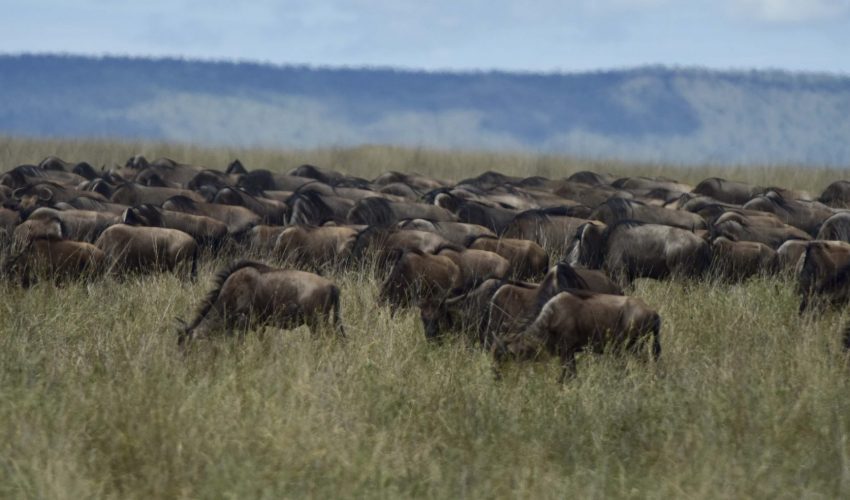 49119459108_b90f01d49d_o