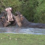 49119466933_61276a8b7a_o