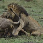 49119467263_8e9c964cdf_k