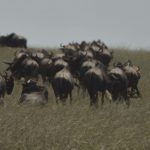 49119968791_3f1ab4013d_o