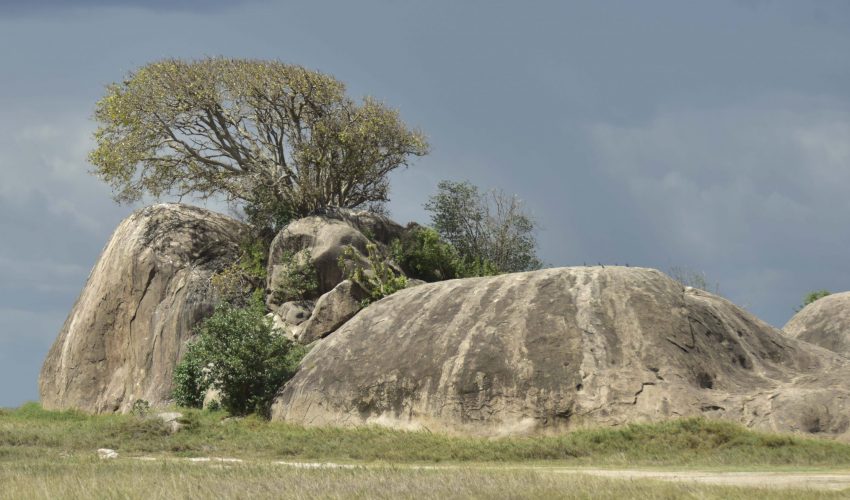 49120157262_6175a67b2a_o