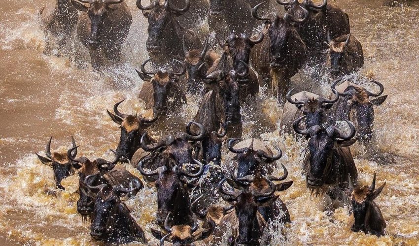 chasingafrica_253492576_4651767311550207_6418624125180681080_n