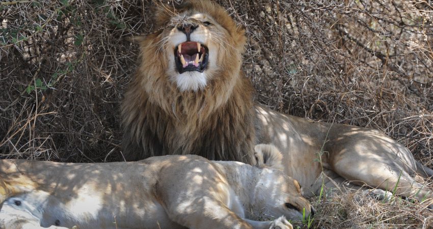 11904923316_2a9a51df2d_k