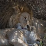 11904934146_c932dbf1c6_k