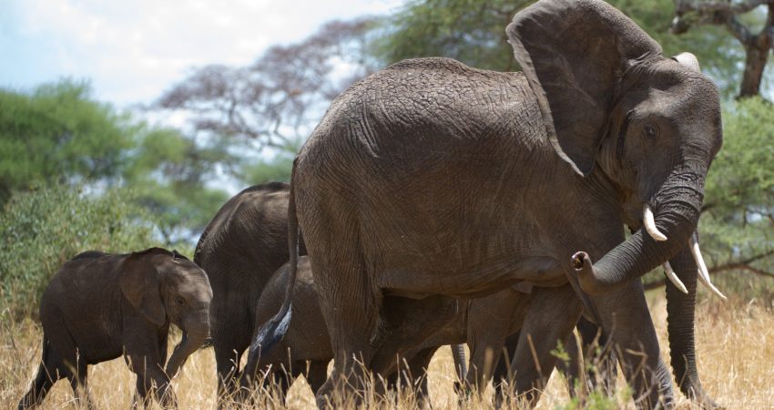 11905106673_b189292e99_o