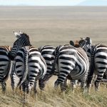 12913688255_7149ade070_k