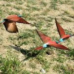 24388799343_f618d124b8_o