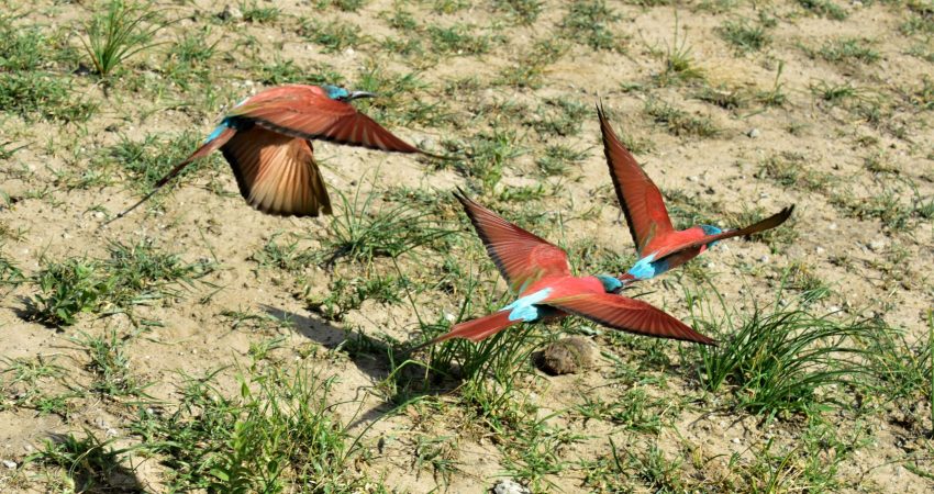 24388799343_f618d124b8_o