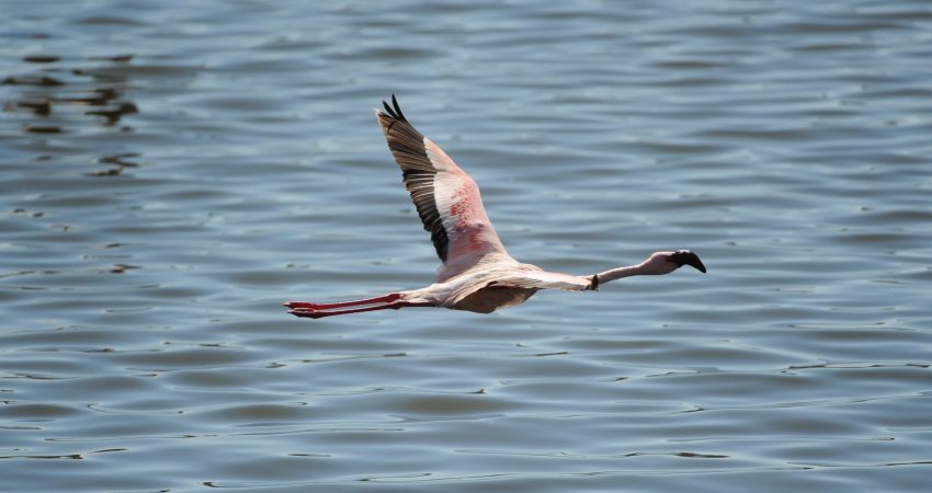 11904633075_d538dd5aa9_o